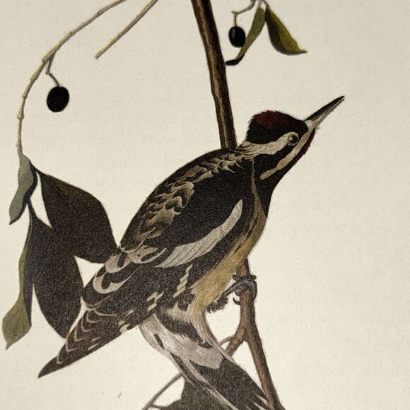 Yellow Bellied Sapsucker Print Roger Tory Peterson From Audubon Birds of America - Picture 3 of 8